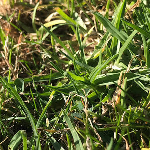 Meet your Posher, Elsa